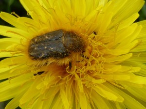 Instant nature Agglo la roche sur yon paysagiste