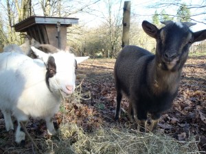 Paysages La Roche sur Yon Agglo Paysagiste Chaillé sous les ormeaux Saint Florent des Bois Nesmy Aubigny