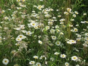 Fleurs naturelles Biodiversite La Roche sur Yon Agglo Paysagiste Chaillé sous les ormeaux Saint Florent des Bois Nesmy Aubigny