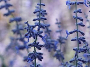 Fleurs biodiversite Paysages La Roche sur Yon Agglo Paysagiste Chaillé sous les ormeaux Saint Florent des Bois Nesmy Aubigny