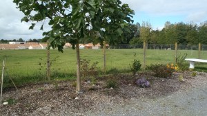 plantation haie massif arbre fleurs vivaces paysagiste la roche sur yon agglo vendee
