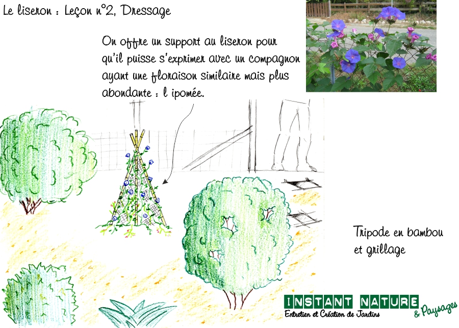 conseil liseron mauvaises herbes plantation haie massif paysagiste la roche sur yon agglo vendee