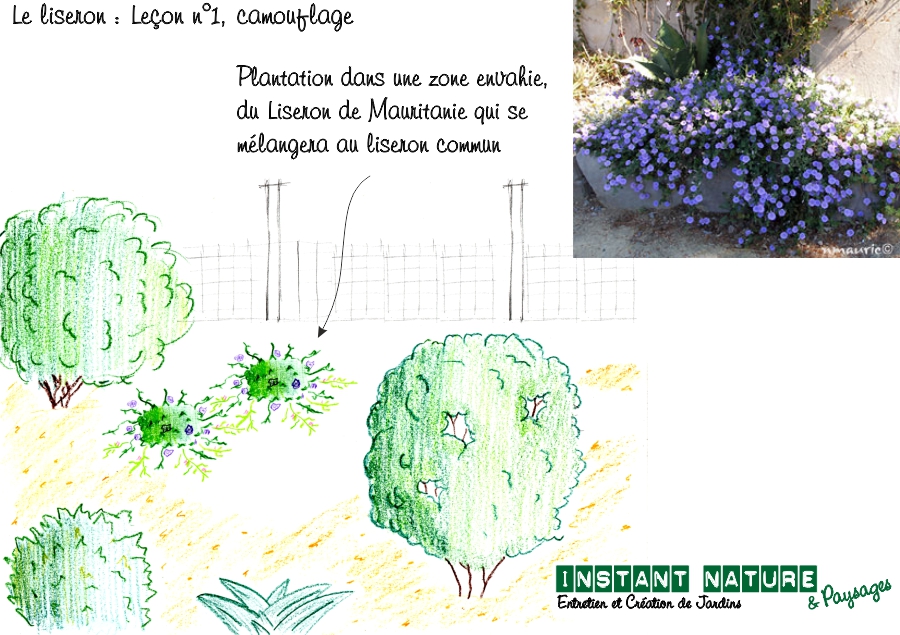 conseil liseron plantation mauvaise herbe paysagiste la roche sur yon agglo vendee